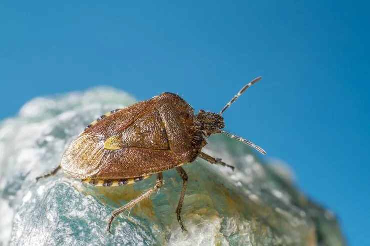 Bed bug inspection in Yuma AZ, heat treatment and chemical options available